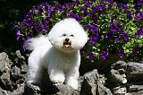 BICHON FRISE 527